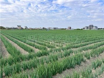 近鹿耳門1.5甲都內美農地｜台南市安南區聖母段