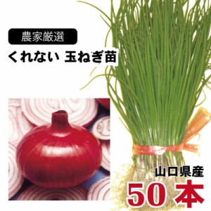 玉ねぎ苗 くれない 50本束 山口県産  野菜苗 家庭菜園 ガーデニング