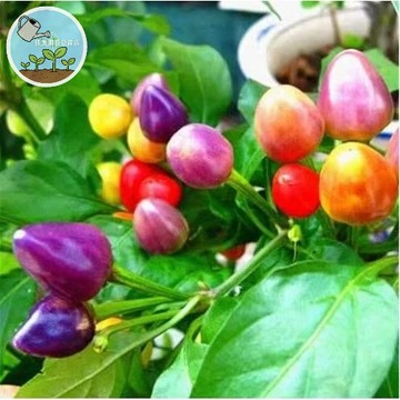 🔥🔥【辣味圖鑑】辣椒種子大全｜朝天椒/五彩椒/七彩甜椒/菜椒｜四季香料蔬菜｜室外陽台盆栽｜最全品種一次收藏
