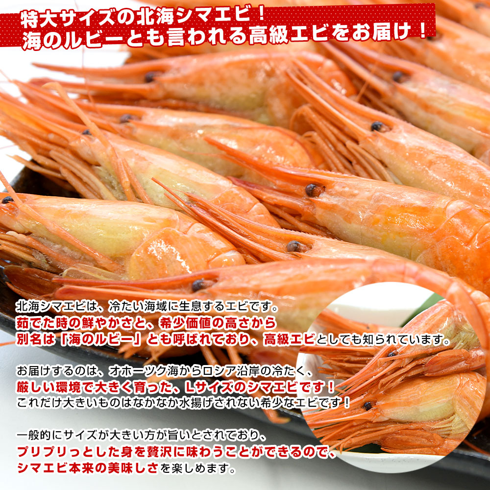 北海道より直送 特大 北海シマエビ Ｌサイズ 500ｇ(20尾前後) 送料無料 しまえび 縞えび エビ