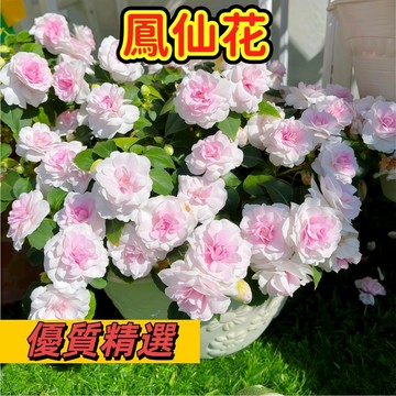 【現貨速發】鳳仙花種子｜指甲花 好種易活｜四季開花 色彩繽紛｜親子共植 新手首選 開花超美 陽台盆栽庭院可種#花卉種籽