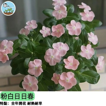🌸【四季開花 新手必種】粉白日日春種子 長春花/天天開花 耐熱耐曬爆花機器 陽台盆栽庭院花壇 蜜源植物 全年開花不斷
