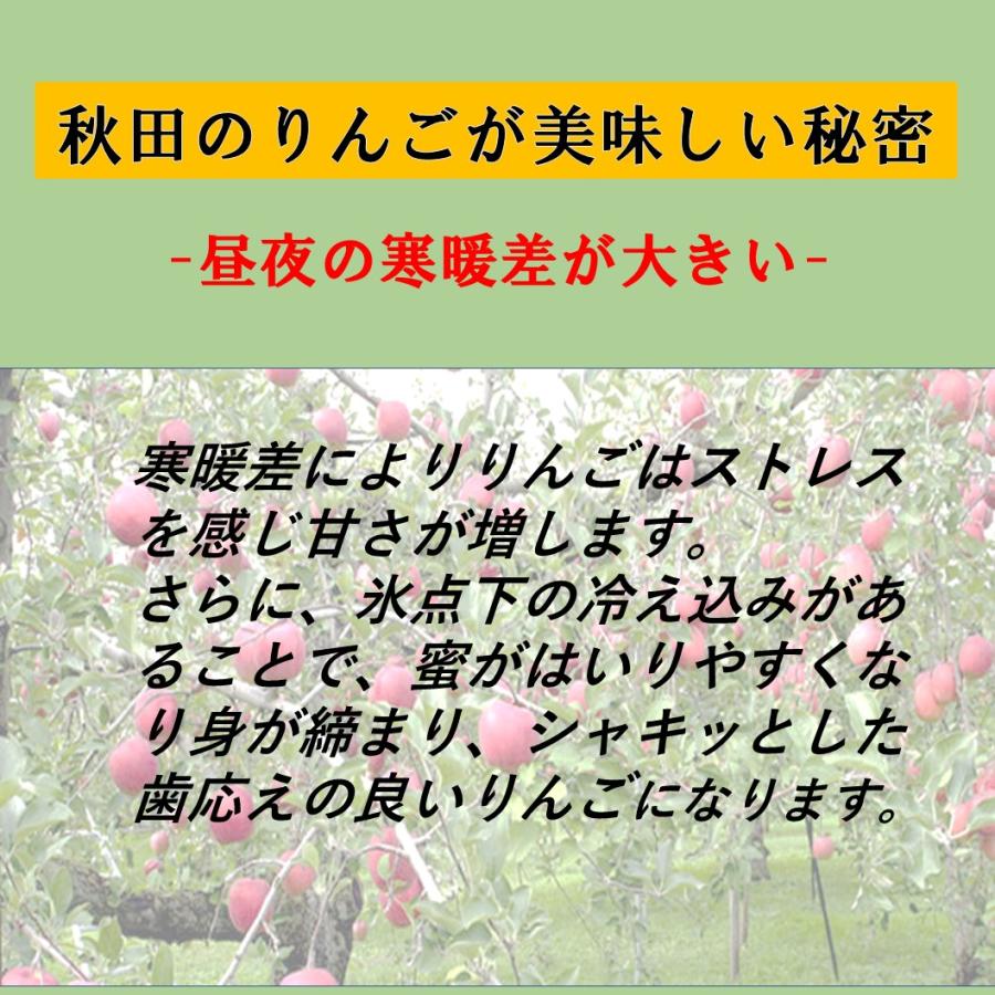 ふじ りんご 3kg 採れたて 最高の甘味と香り 家庭用 贈答 ギフト 秋田県南雪国リンゴ 産地直送 お得 リンゴ 東北 秋田