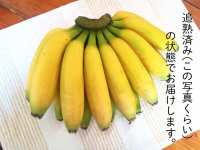 超希少!国産完熟バナナ(モッチリ系の品種)たっぷり3kg すぐ食べられる状態でお届け! ｜ 美浜町産 産地直送