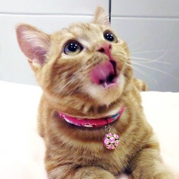 日本犬貓和布項圈(可調式)--桃櫻+粉幸運草圓鈴(貓用安全扣項圈)