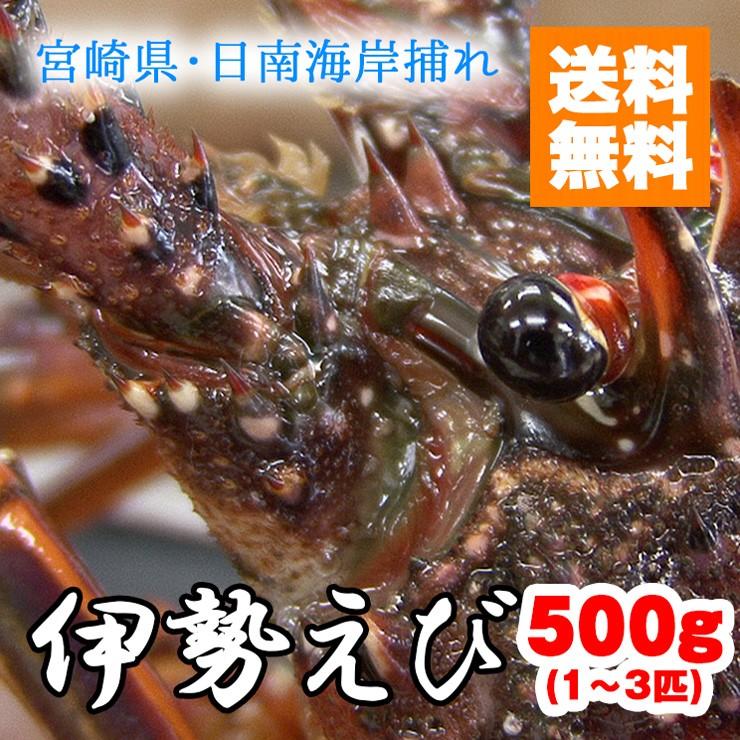 9月中旬から発送　伊勢海老 イセエビ 500g 期間限定　日南海岸で水揚げしたて