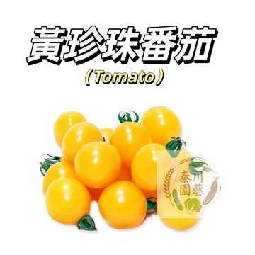 嘉義現貨（盆栽黃珍珠番茄種子FQ-13）黃色小西紅柿~多年生無限生長酸甜四季播種盆栽果菜蔬菜種子#tomato