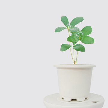 │ 窯瓷系列 │ 幸運鐵樹 - 送禮植物  莫蘭迪 瓷器 水耕盆栽