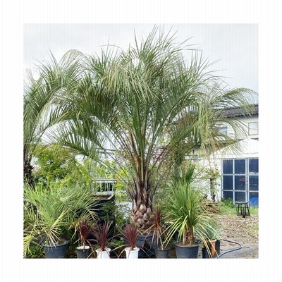 現品お届け ココスヤシ No 2 本州のみ配送可能 植栽は別途 ヤシの木 シンボルツリー 庭 植木 庭木 おしゃれ 藍庭 通販 Lineポイント最大0 5 Get Lineショッピング