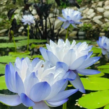 【超多款 藍蓮花種子】已開口蓮花種子 水耕觀賞花卉種子  碗蓮 盆栽碗蓮 迷你小荷花  新手四季易種植 有水就能活
