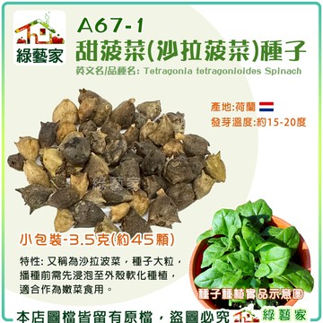 【綠藝家】A67-1.甜菠菜(沙拉波菜)種子3.5克(約45顆) 產地荷蘭 // 葉菜種子 蔬菜種子