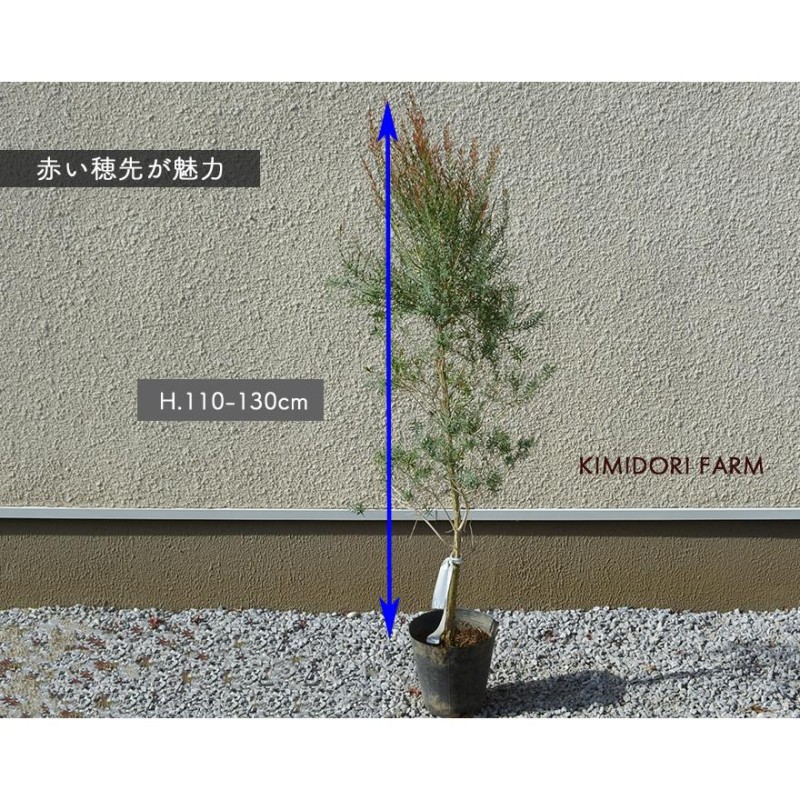 メラレウカ レッドジェム 約110-130cm おしゃれ 観葉植物 鉢植え 花 植木 苗木 シンボルツリー 目隠し 庭木 ガーデニング 常緑 鉢 木  常緑樹 新築 | LINEブランドカタログ