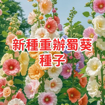 【新種重辦蜀葵種子】 一丈紅 端午錦 熟季花 大蜀季 庭院花卉 花園植物 易種植 開花多年生 陽台盆栽 花壇造景