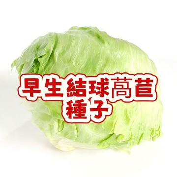 台灣本土早生結球萵苣種子 福山品種脆嫩高麗菜生菜 盆栽家庭菜園速成陽台可種 耐熱易栽種新手必備 可水耕有機蔬菜種籽