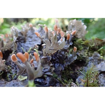 苔鑽🍀膜地卷 地衣 真菌「片裝10x10cm」微景觀造景 生態瓶造景 鋪面造景