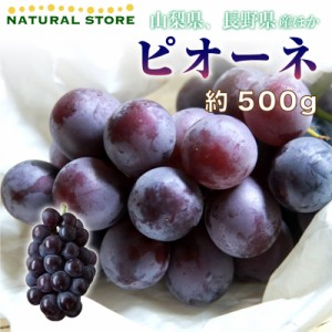   ピオーネ 1房 約500g ぶどう ブドウ 葡萄 山梨県 長野県産ほか フルーツ  夏ギフト 御中元 お中元