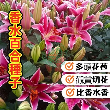 🌸香水百合種子🌸 重瓣東方系 濃香大花 愛情花百年好合 室內盆栽 切花首選 送禮自用 開花持久 新手挑戰 現貨