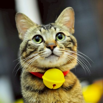 [高安實業]毛核子 喵鈴鐺 寵物鈴鐺 寵物吊飾 貓鈴鐺