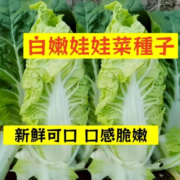 🌱【現貨-隔日到店】娃娃菜WWC-1 新鮮可口 口感脆嫩 早熟品種 速生快長 易種植 抗病性強 四季盆栽#葉菜類蔬菜種子