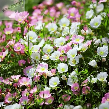現貨 美麗月見草（50粒）秋冬播種 美麗月見草花種子 室外庭院 觀賞花草種子 見土就活 新手易種植 超低價 多年生