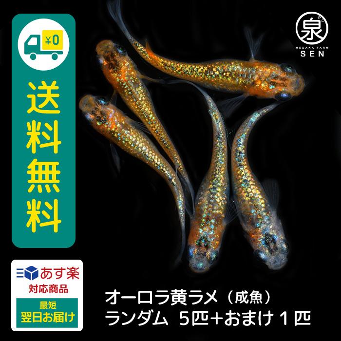 メダカ 生体 オーロラ黄ラメ 成魚 ランダム5匹＋おまけ補償1匹付 送料