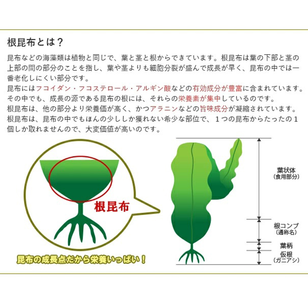 12 12までP最大13倍 根昆布だし ねこぶだし 1L×6本セット 北海道万能こぶだし 出汁 根こぶ 北海道日高昆布使用 お歳暮 ギフトにも