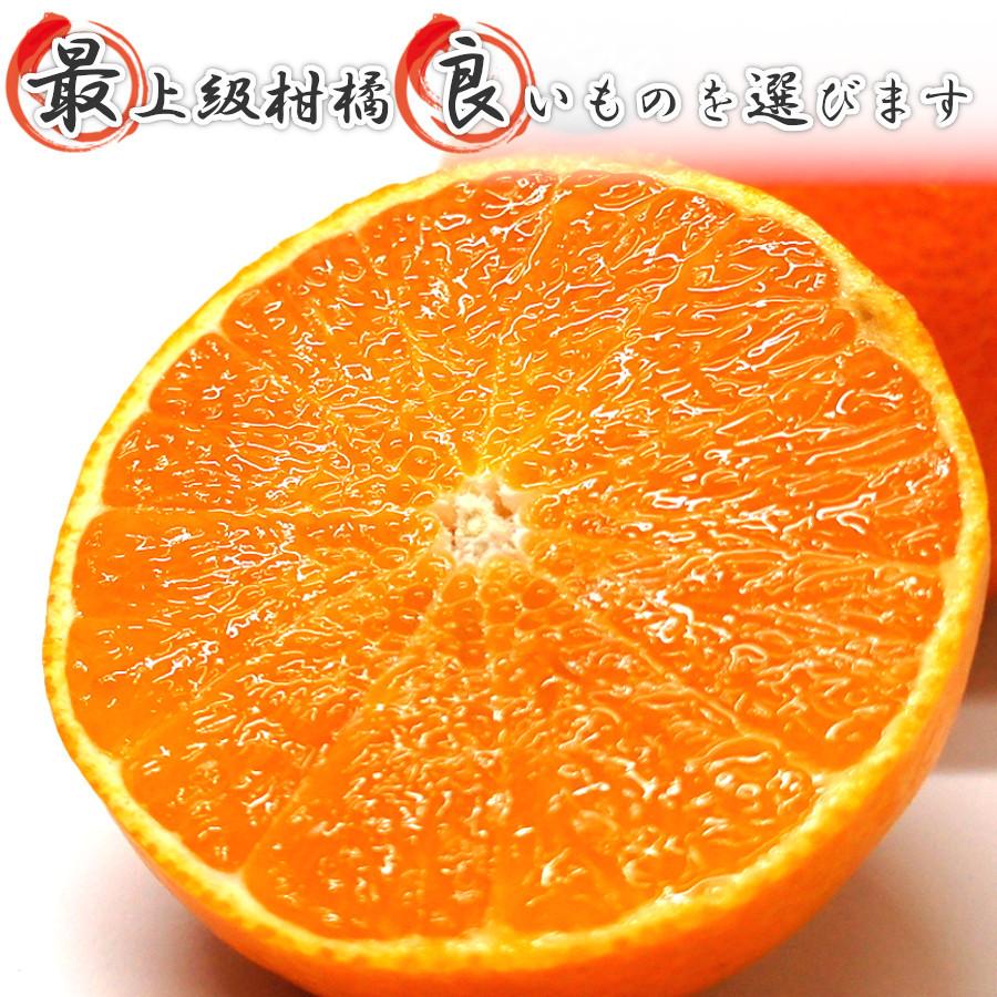 紅まどんな みかん 甘い 3kg 秀品 2023 御歳暮 食べ物 愛媛みかん ご当地 希少 ブランド 12月 旬 果物 高級 柑橘 通販 送料無料