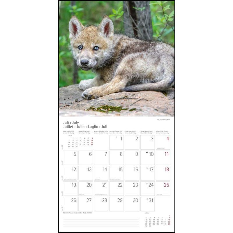 Woelfe Wolves Broschuerenkalender Wandkalender mit herausne