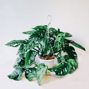 盆空間・洞洞蔓綠絨 室內觀賞植物綠化盆栽植栽 掛式/水泥盆5吋盆