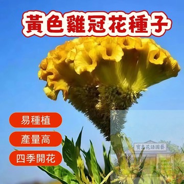 🌺黃色雞冠花種子矮桿花卉 四季播種 陽台庭院盆栽 新手易種 產量高 四季開花 雞冠花種子 花卉種子