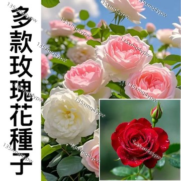 蝦皮熱銷 新手易種 【 玫瑰花種子 】超高發芽率 七彩玫瑰 稀有品種 玫瑰種子 超低價 室內外盆栽綠植 超美 超優