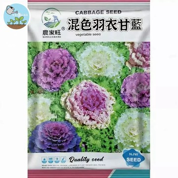 【原廠包裝】混色羽衣甘藍種子（Mixed-color kale）  清甜脆嫩 觀賞蔬菜 沙拉盆栽 彩虹捲心菜