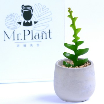 【拈花x研植】鯊魚劍│3.5吋水泥盆│窗邊植物│新手植物│淨化空氣│招財植物│觀葉植物│質感盆栽