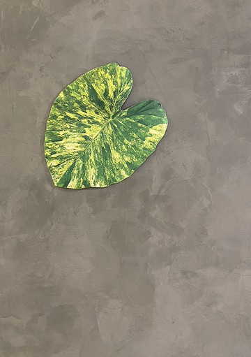 BLR 觀葉植物 造型萬用墊A3 黃斑姑婆芋 龜背芋 蔓綠絨