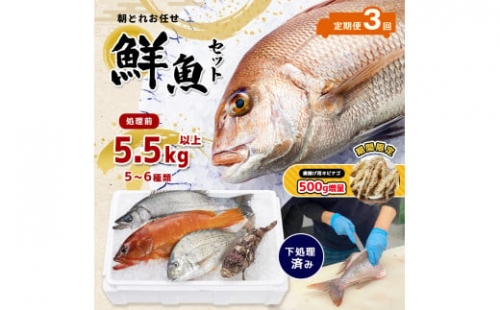  熊本県産 朝どれ お任せ 冷凍 鮮魚 セット 5.5kg (5～6種類)