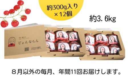 モリヒロ園芸が育てたじょんならんトマトの定期便B　約300g×12個入り（年間11回）