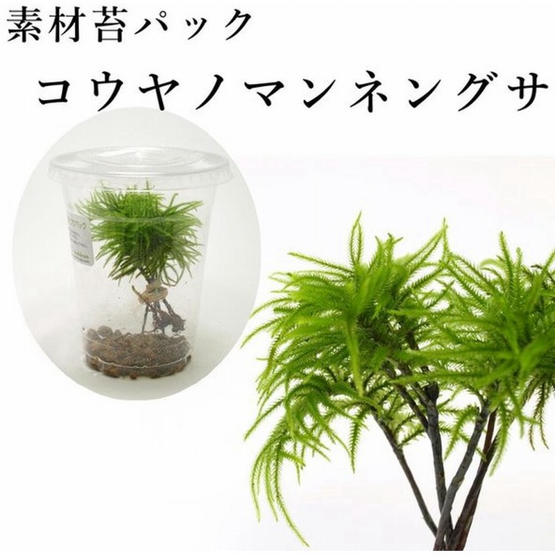 コウヤノマンネングサ 苔テラリウム作製用素材苔 万年草 大型のコケ寄せ植えにおすすめ 人気 通販 Lineポイント最大0 5 Get Lineショッピング