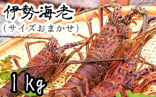 伊勢海老１kg（サイズおまかせ高知県産）※着日指定不可※エビ 甲殻類 海鮮BBQ アウトドア キャンプ お祝い