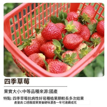 🍓四季草莓種子 常年開花結果 陽台盆栽 家庭農場 可食用水果 療癒種植 迷你草莓苗 自種免農藥 台灣現貨