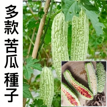 現貨 新手易種【苦瓜種子】（50粒）蔬菜種子 翠綠苦瓜 大肉苦瓜 高產蔬菜 四季播種 家庭陽台盆栽 瓜果種子 超高發芽率