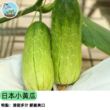 【清脆鮮甜】日本小黃瓜種子 水果小黃瓜 陽台盆栽可種 四季皆宜 現採現吃 家庭農場 DIY種植 高產易種
