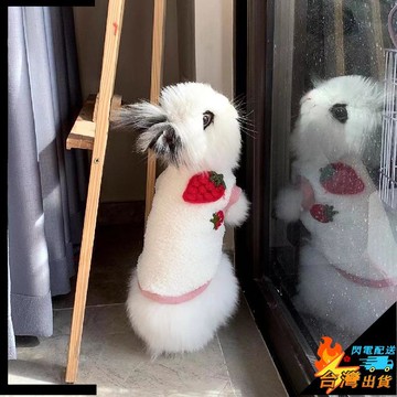 【台灣出貨】寵物衣服 兔子衣服 侏儒幼兔 安哥拉 垂耳兔 兔子服飾 防着涼 外出用品 保暖防寒 寵物保暖衣 寵物保暖背心