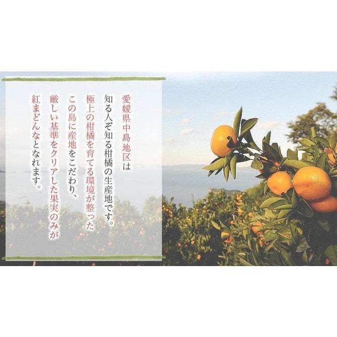 (12月上旬頃より順次発送) 2023 お歳暮 ギフト 愛媛県産 紅まどんな 3L〜4Lサイズ 約3kg 赤秀品 化粧箱入り みかん ミカン