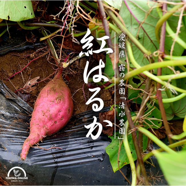 さつまいも 紅はるか 3kg  送料無料 生 土つき 減農薬 低農薬  清水農園 愛媛