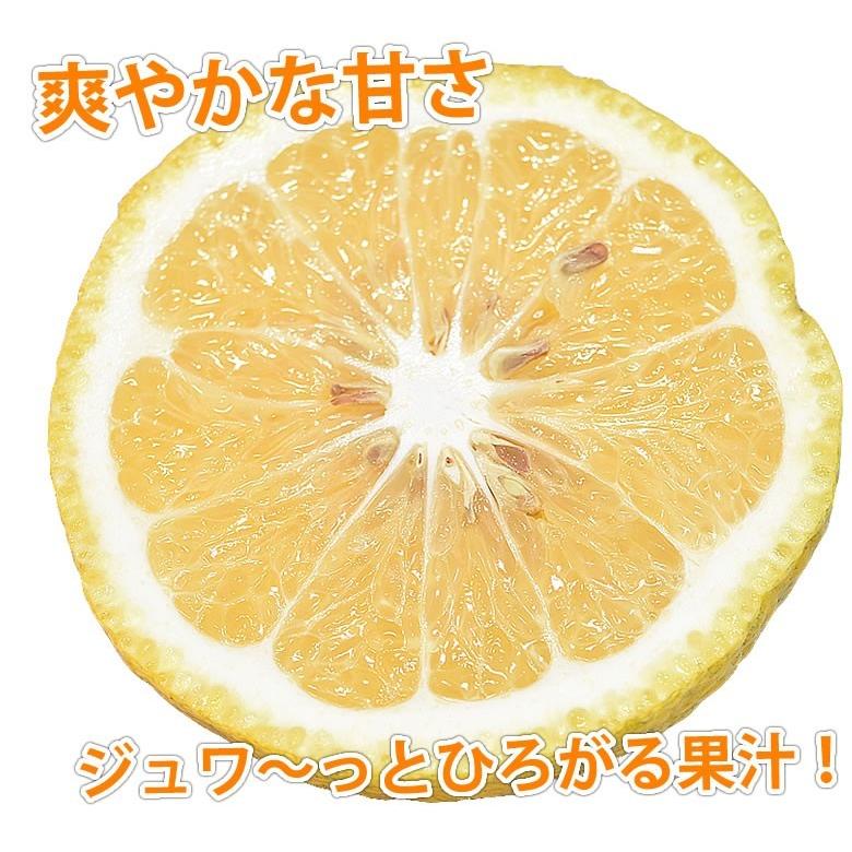 はるか みかん 10kg 箱込（内容量9kg＋補償分500g) 送料無料 訳あり 無選別 熊本県産 はるかみかん ミカン 蜜柑