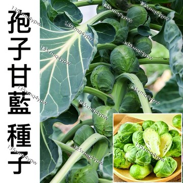 現貨 孢子甘藍種子（400粒）蔬菜種子 四季蔬菜抱子甘藍 小包菜 紫孢子甘藍 高產 抗病 庭院 蔬菜種植 種一次吃十年