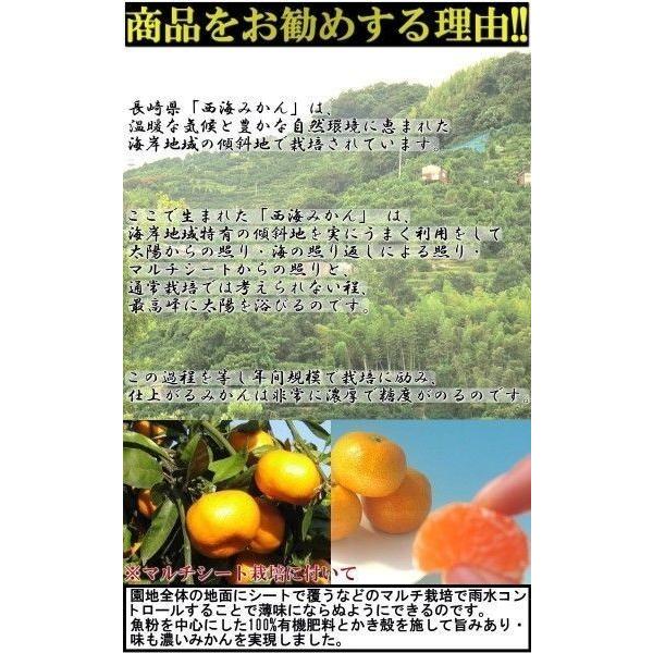 味まる蜜柑 極早生 約5kg 長崎県産 贈答規格 JAながさき西海 秀品〜優品 光センサー選果で糖度11度保障！長崎県が誇る有名ブランド、西海みかん