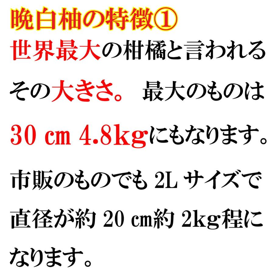 晩白柚 ２L×2個 送料無料 化粧箱入 熊本  熊本県 ばんぺいゆ バンペイユ 世界一 柑橘 