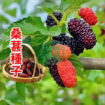 台灣-24H-發貨 【桑葚種子】 爆甜多汁桑葚種子 盆栽庭院皆宜 易種植高發芽率 果實豐收 生吃製蜜餞都適合 新手也能輕