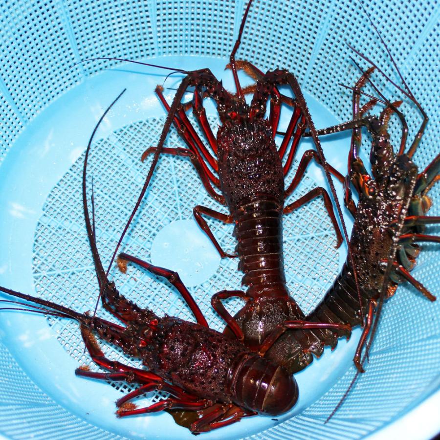 活き 伊勢海老 1kg 伊豆 下田 生きたまま 刺身 伊勢エビ イセエビ 送料無料 代引き不可